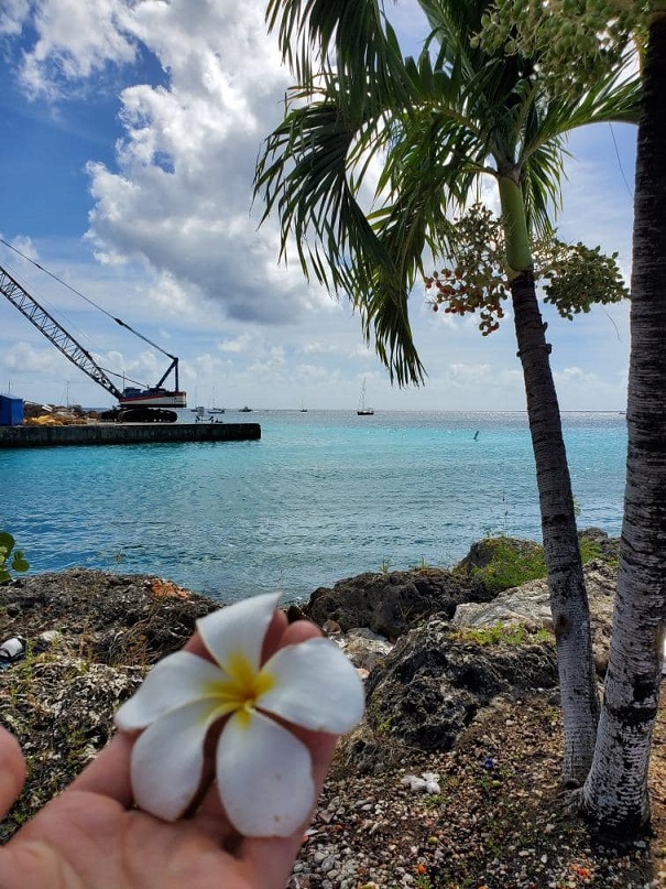 white flower in hand