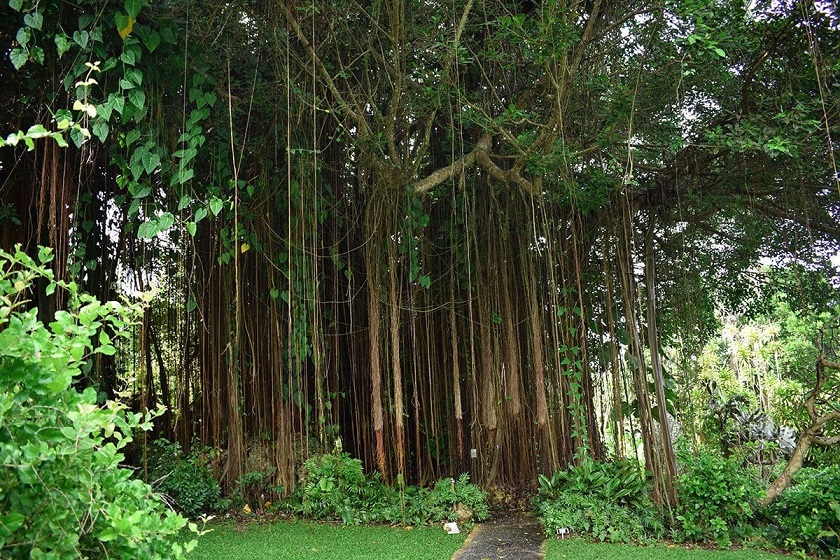 bearded fig trees