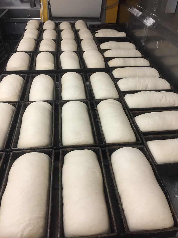 many pans of dough
