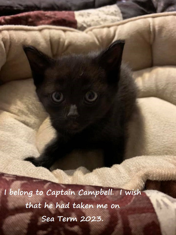 Captain Campbell's black cat
