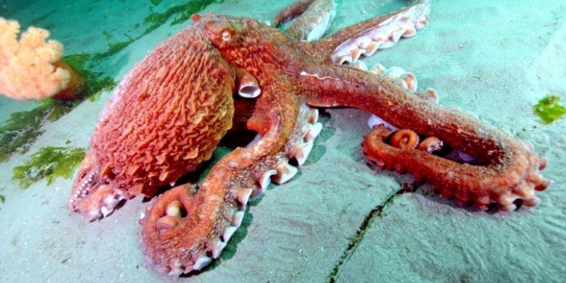 giant pacific octopus