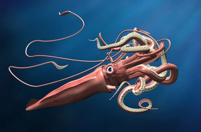 giant squid