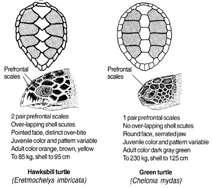 poster comparing two turtles