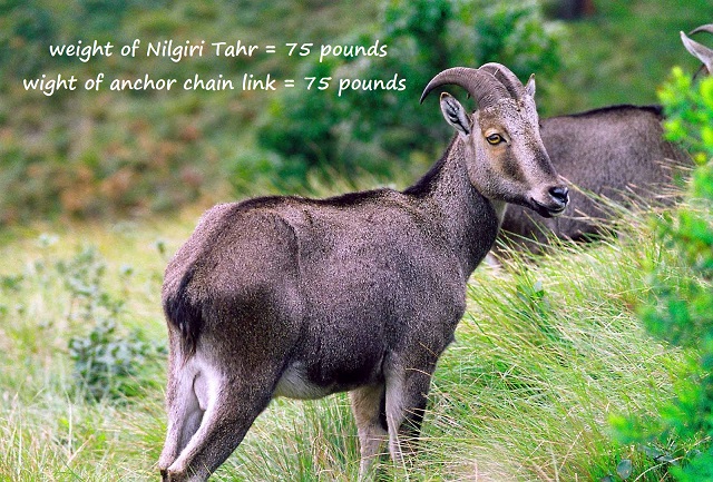 Nilgiri Tahr animal