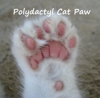 Polydactyl cat paw