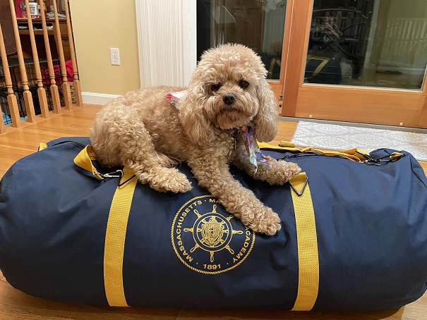 poodle on sea bag