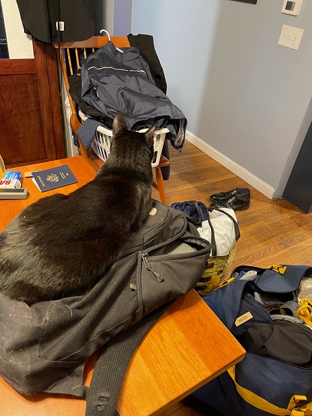 cat with sea bag