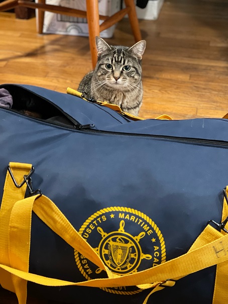 cat with sea bag