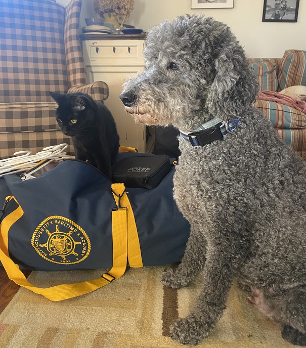 dog and cat with sea bag