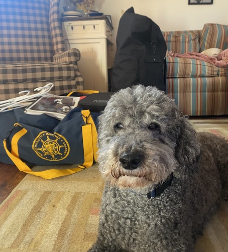 poodle with sea bag