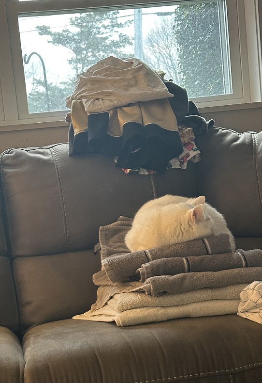 white cat on packing