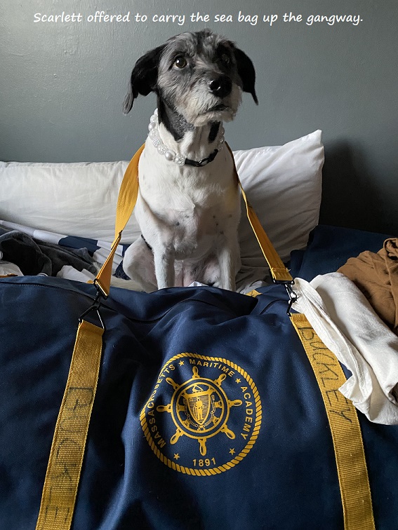 dog with sea bag around her neck