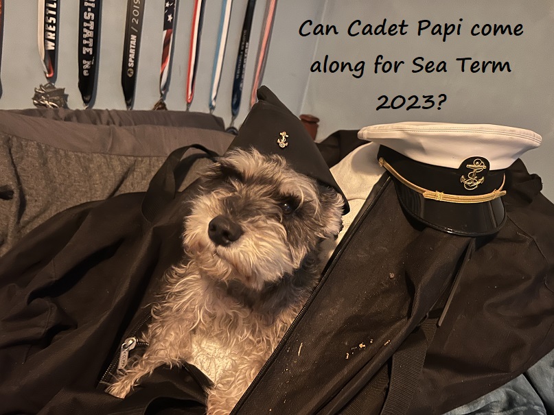 dog inside sea bag wearing cap