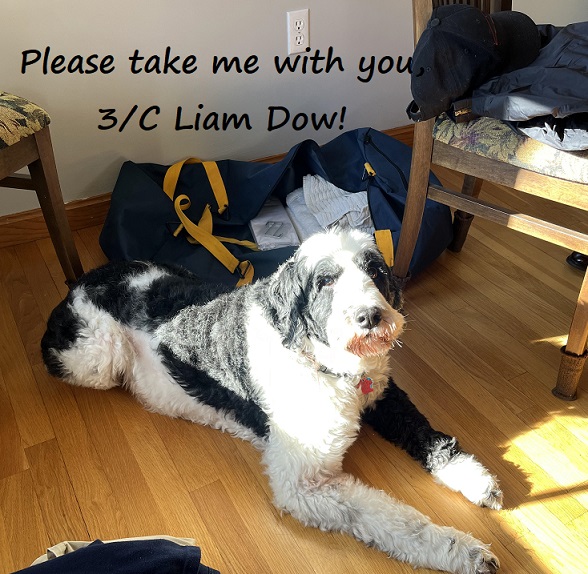 dog guarding sea bag