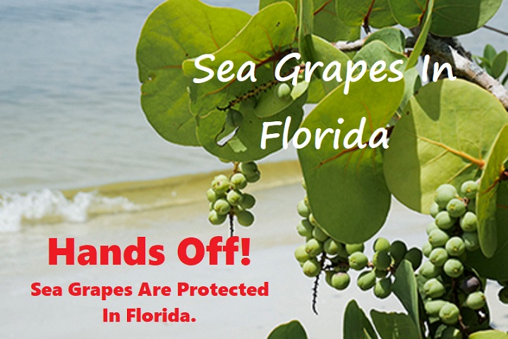 sea grapes in Florida