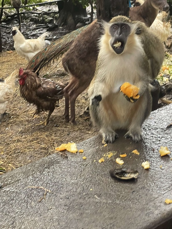 monkeys eating