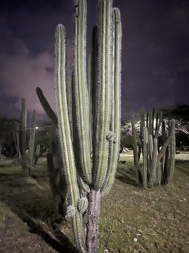 cactus at night