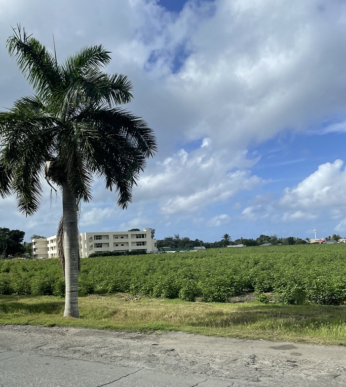 palm tree on the side of the road