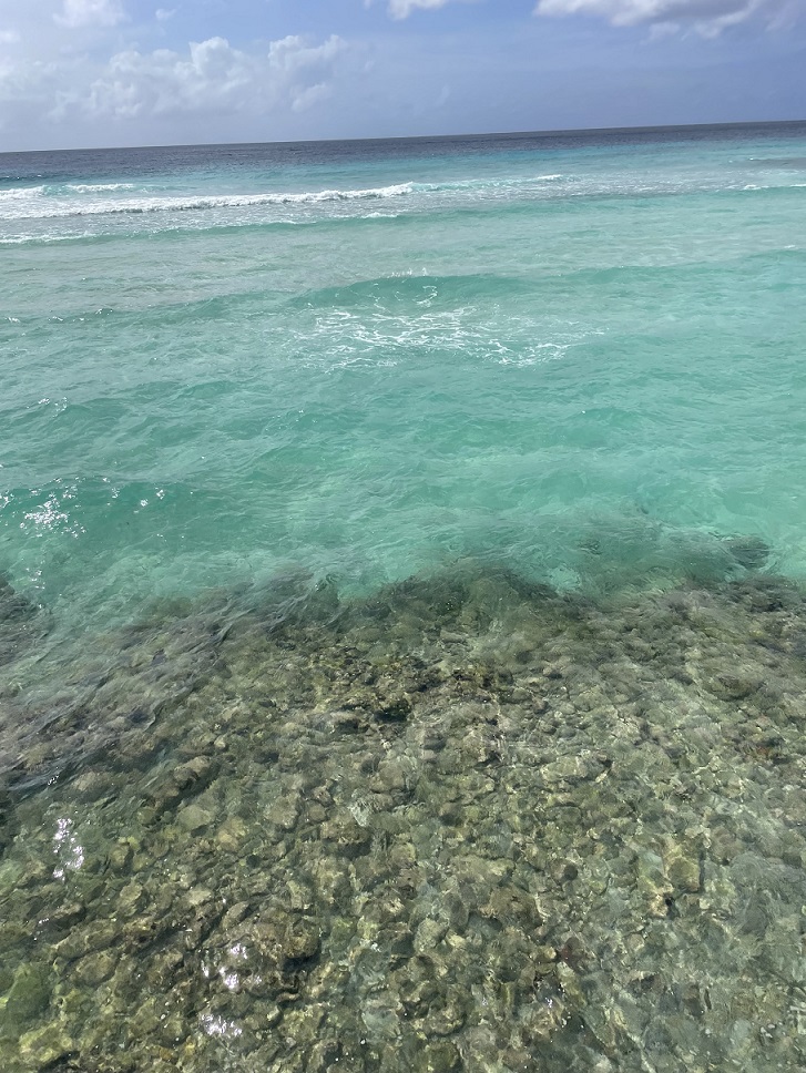 beach with green water