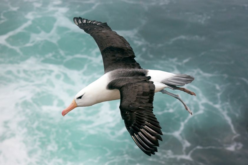 albatross flying