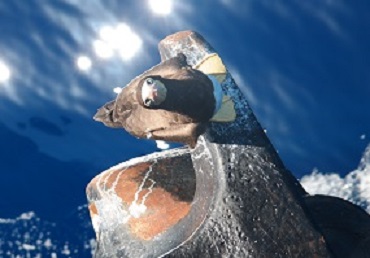 black bird with yellow feet sitting on ship's anchor