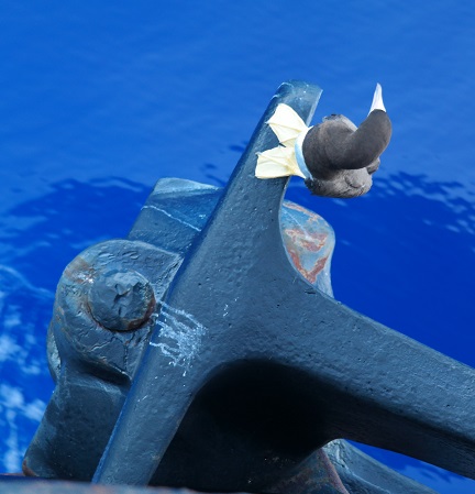 black bird with yellow feet sitting on ship's anchor