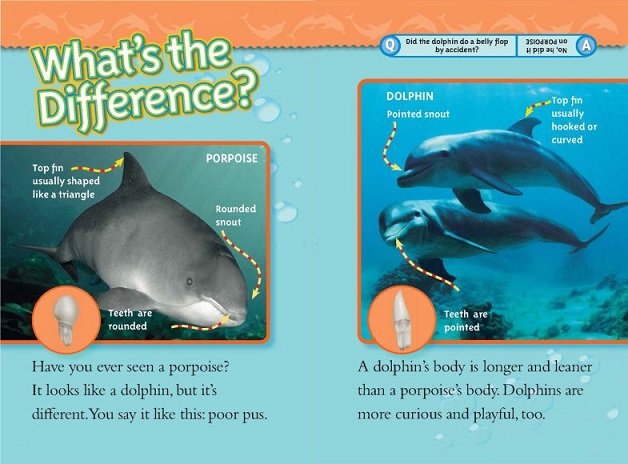 poster comparing porposie and dolphin
