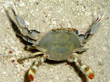 crab