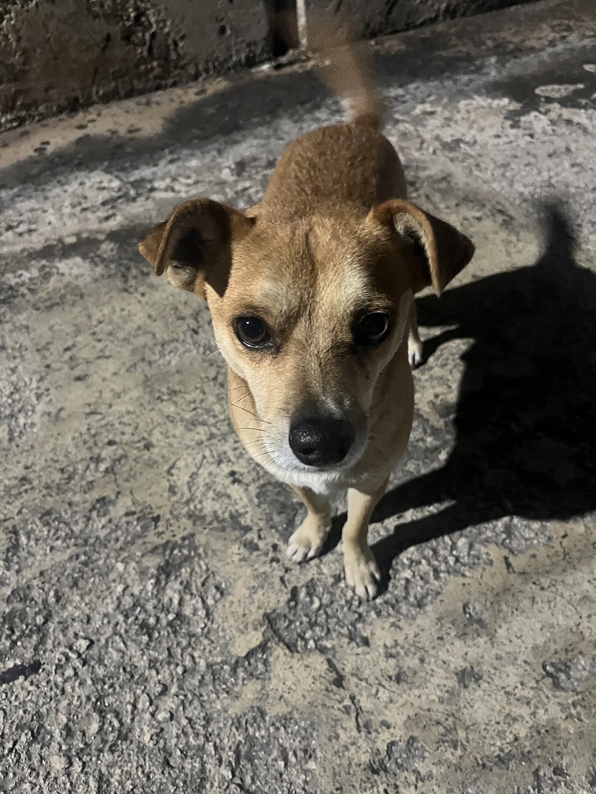 stray dog close up