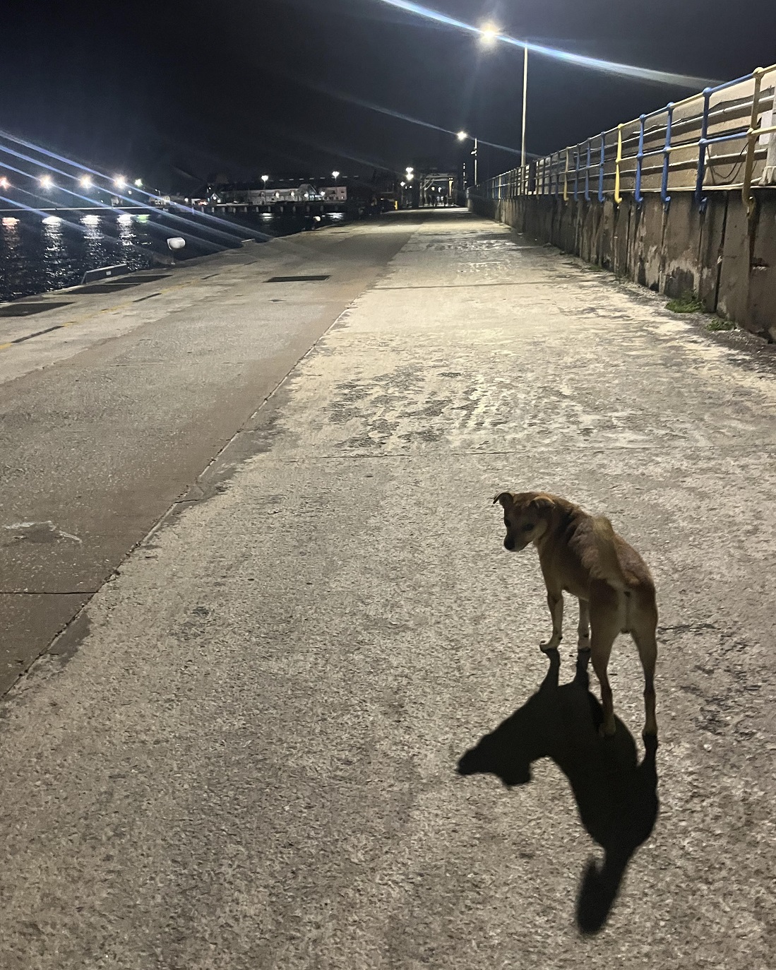 dog walking on dock alone