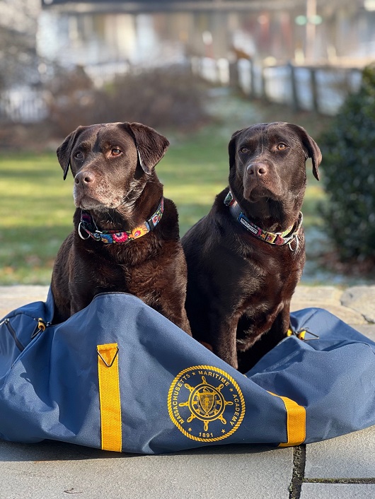 dogs on sea bag