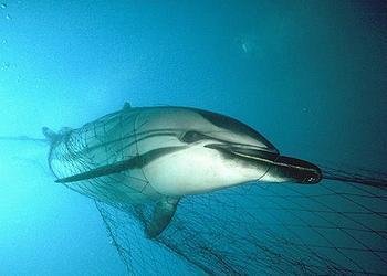 dolphins in net