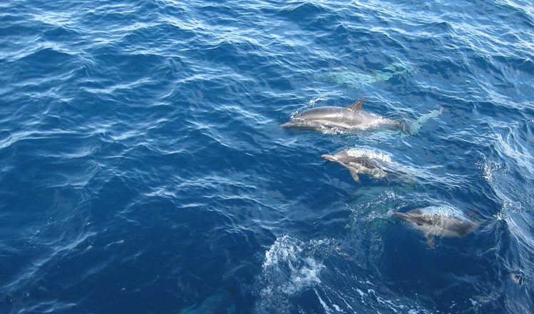 two dolphins in ocean