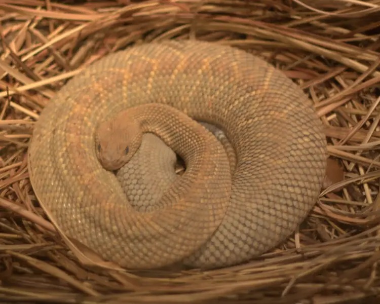 tan snake