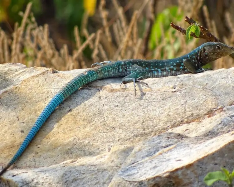 blue green lizard