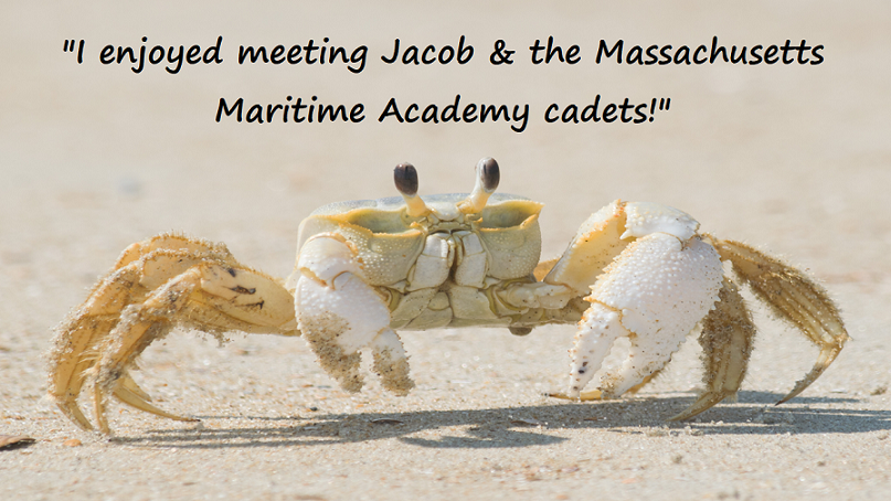 ghost crab in sand