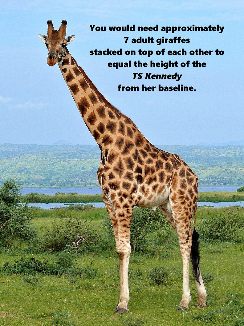 adult giraffe