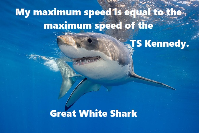 great white shark