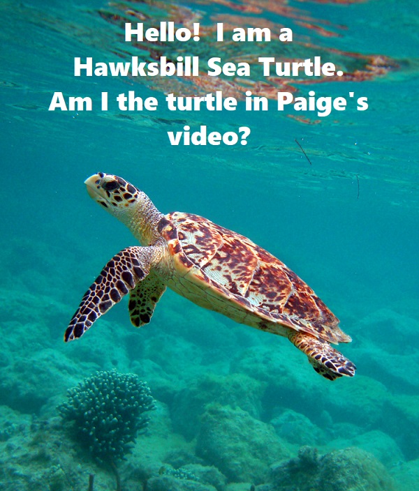 Hawksbill Sea Turtle