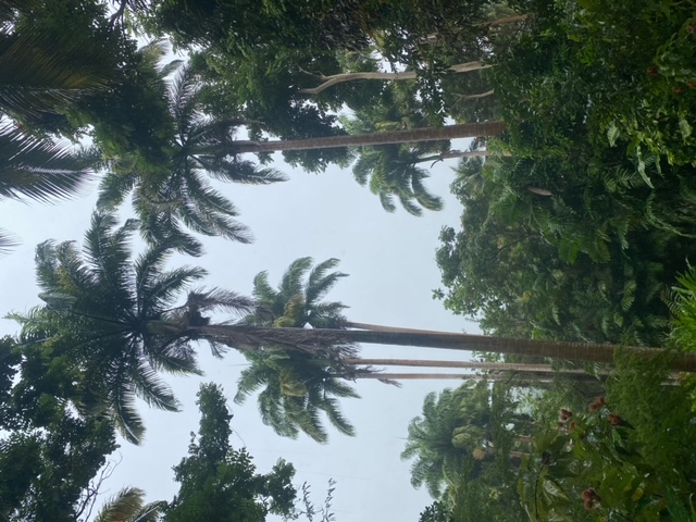 palm trees