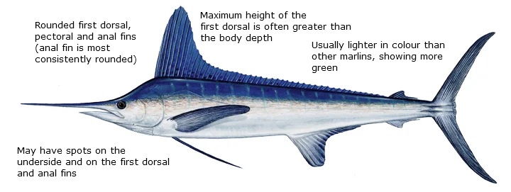 white marlin diagram