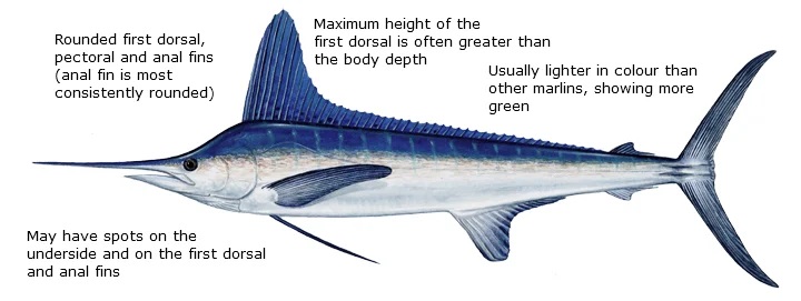white marlin diagram