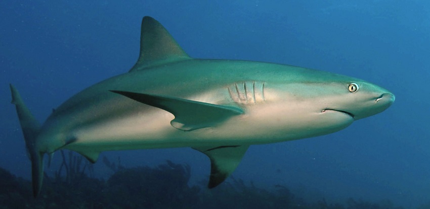 reef shark