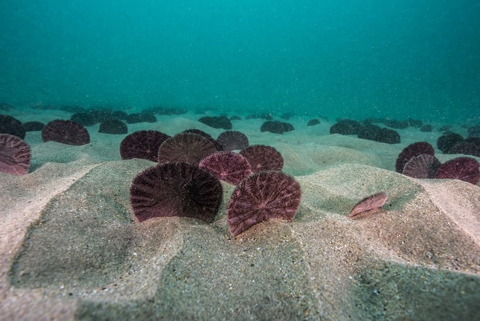 sanddollar