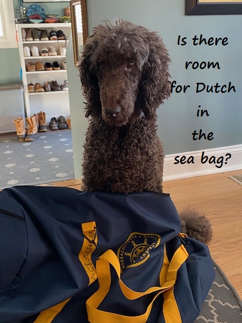 poodle by sea bag