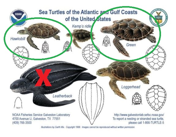 sea turtle poster