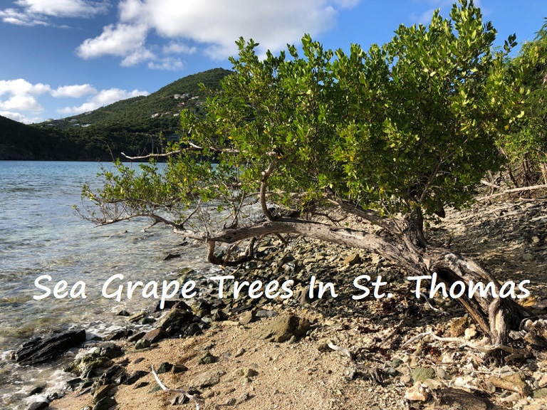 sea grapes in st thomas