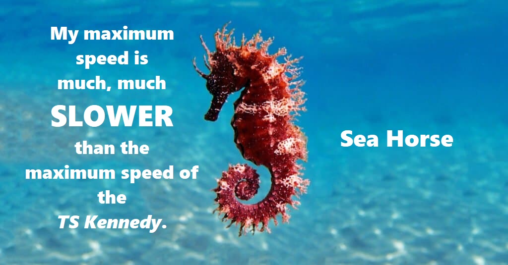 seahorse