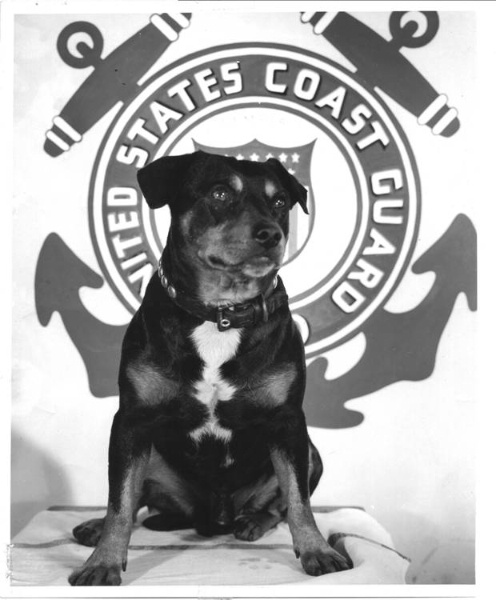 sinbad, coast guard dog