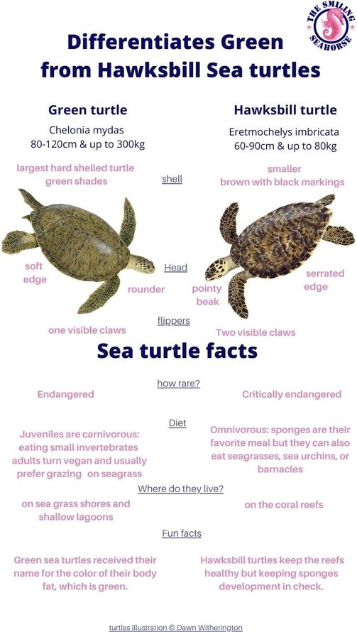 chart comparing turtles